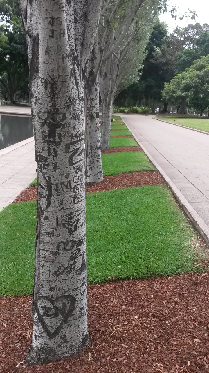 Fine trær i Sydney Hyde Park 